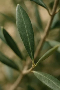 اسانس اکالیپتوس